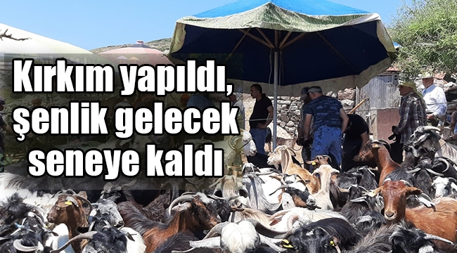 Kırkım yapıldı, şenlik gelecek seneye kaldı 