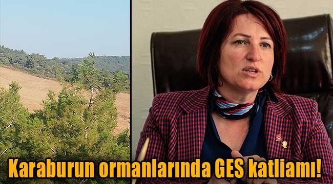 Karaburun ormanlarında GES katliamı!