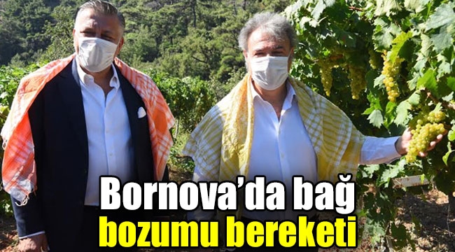 Bornova'da bağ bozumu bereketi