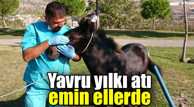 Yavru yılkı atı kurtarıldı