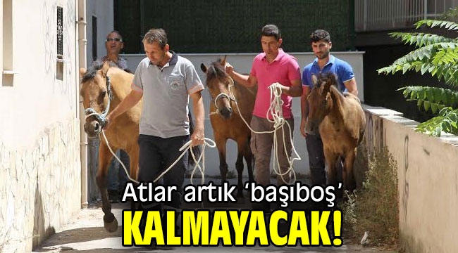 Atlar artık 'başıboş' kalmayacak!