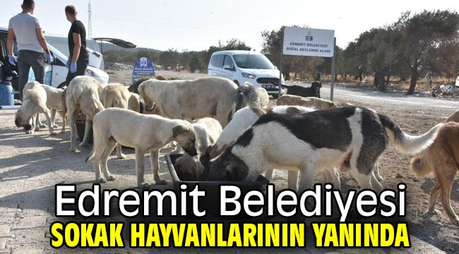 Edremit Belediyesi sokak hayvanlarının yanında