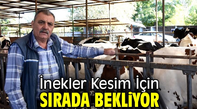 İnekler Kesim İçin Sırada Bekliyor