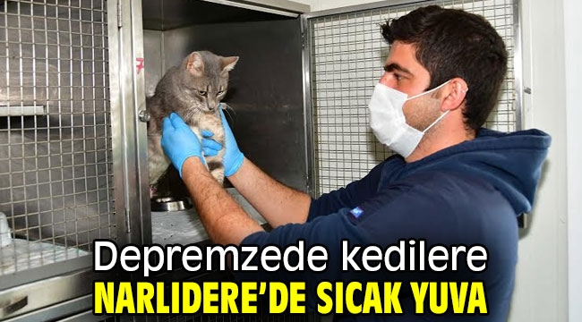 Depremzede kedilere Narlıdere'de sıcak yuva