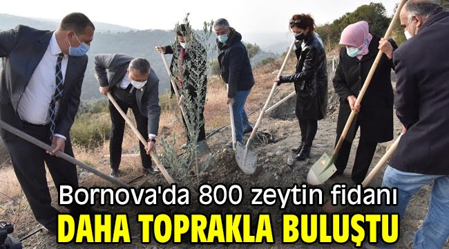 Bornova'da 800 zeytin fidanı daha toprakla buluştu