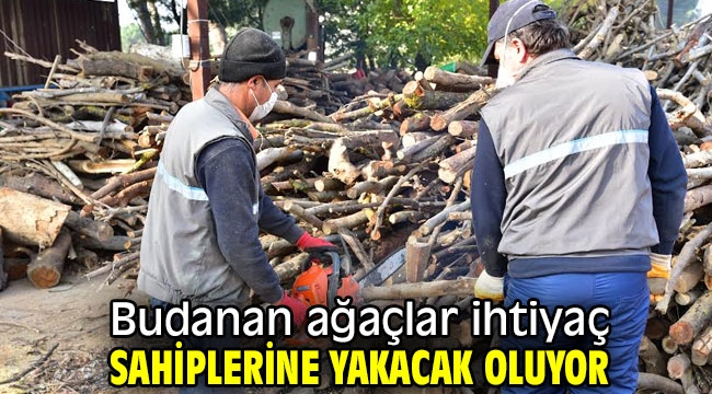 Budanan ağaçlar ihtiyaç sahiplerine yakacak oluyor