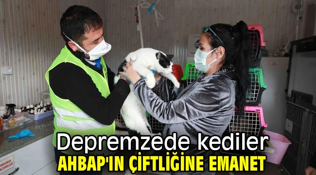 Depremzede kediler AHBAP'ın çiftliğine emanet