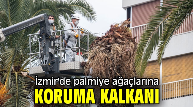 İzmir'de palmiye ağaçlarına koruma kalkanı