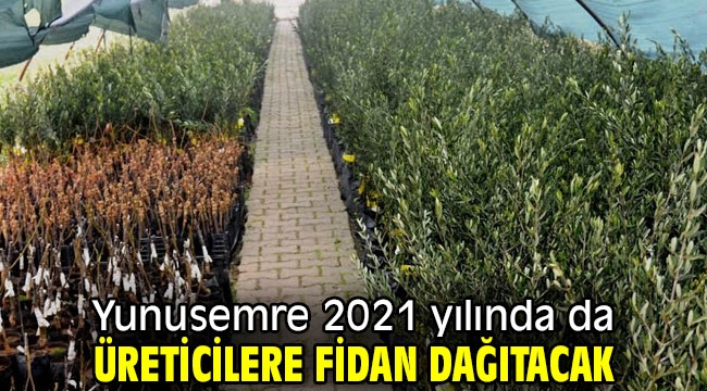  Yunusemre 2021 yılında da üreticilere fidan dağıtacak