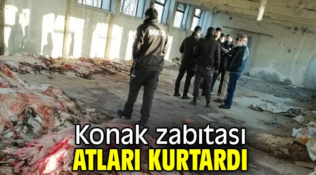 Konak Belediyesi Zabıtası Atları kurtardı