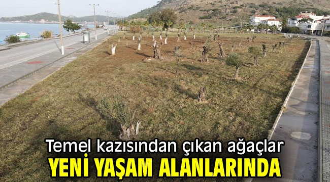 Temel kazısından çıkan ağaçlar yeni yaşam alanlarında