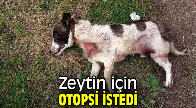 Zeytin için otopsi istedi