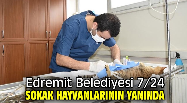 Edremit Belediyesi 7/24 sokak hayvanlarının yanında