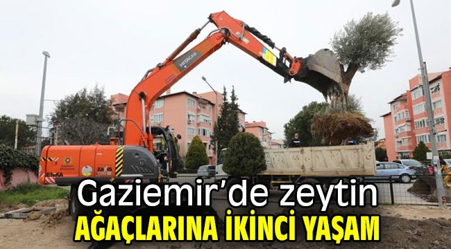 Gaziemir'de zeytin ağaçlarına ikinci yaşam