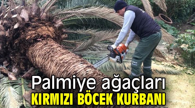 Palmiye ağaçları kırmızı böcek kurbanı 