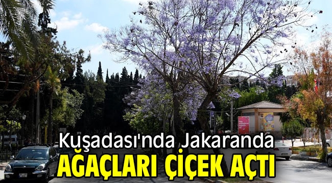 Kuşadası'nda Jakaranda ağaçları çiçek açtı