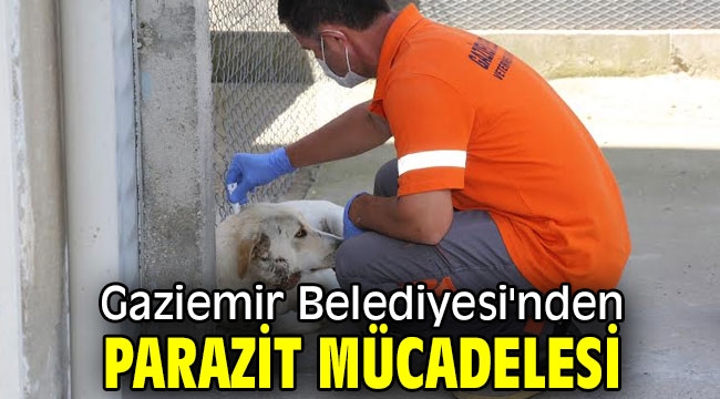 Gaziemir Belediyesi'nden parazit mücadelesi