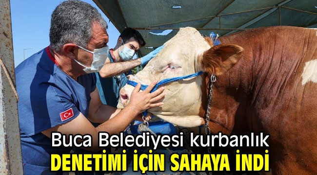 Buca Belediyesi kurbanlık denetimi için sahaya indi