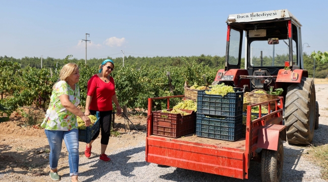 "Buca sokakları yeniden üzüm kokacak"