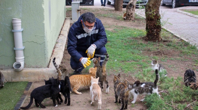 Karşıyaka'da bu yıl 5 bin can dost kısırlaştırıldı