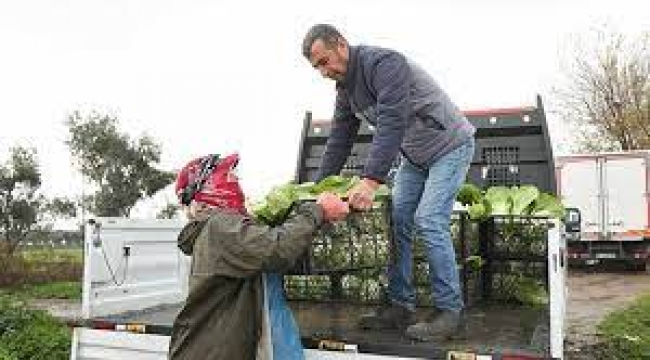 Aydın Büyükşehir Belediyesi çiftçilere desteğini sürdürüyor