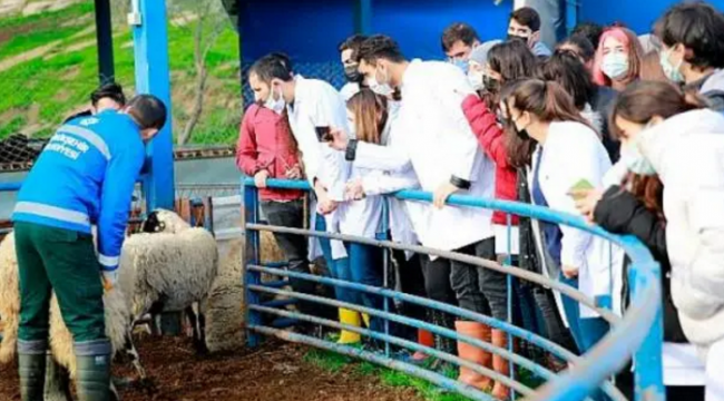 Aydın Büyükşehir, Sakız Koyunu Çiftliği ziyaret etti