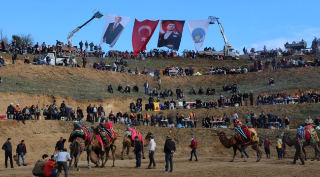 Turgutlu'da deve güreşlerine pazar günü başlıyor