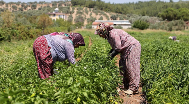 Buca'da üreticinin ilk hasat coşkusu