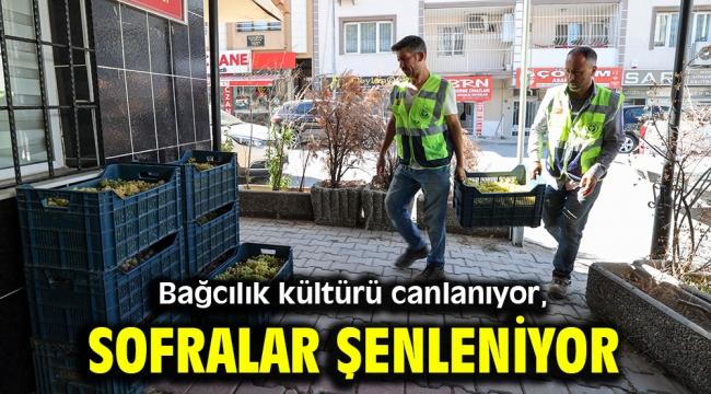 Bağcılık kültürü canlanıyor, sofralar şenleniyor