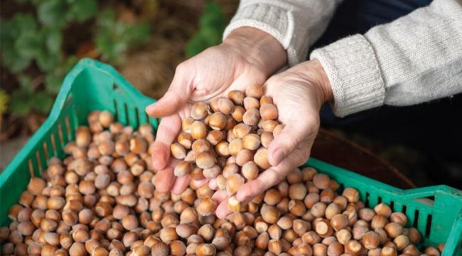 'Fındığın değerini korumak milli görev'