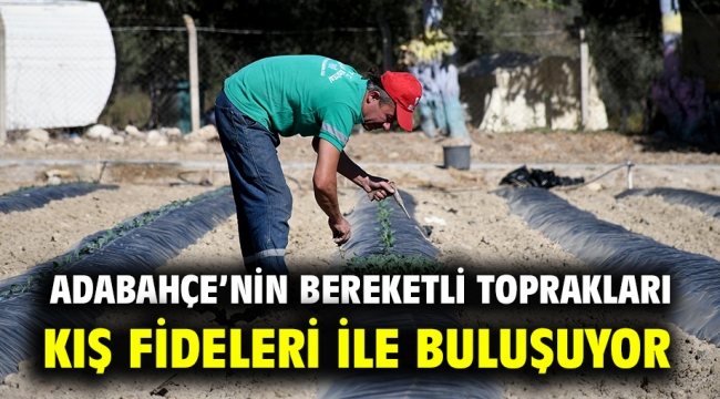 ADABAHÇE'NİN BEREKETLİ TOPRAKLARI KIŞ FİDELERİ İLE BULUŞUYOR