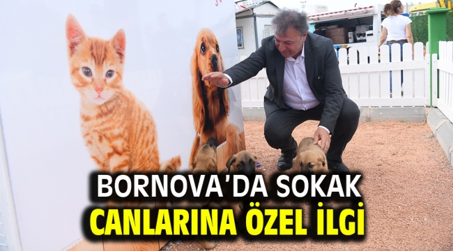 Bornova'da sokak canlarına özel ilgi