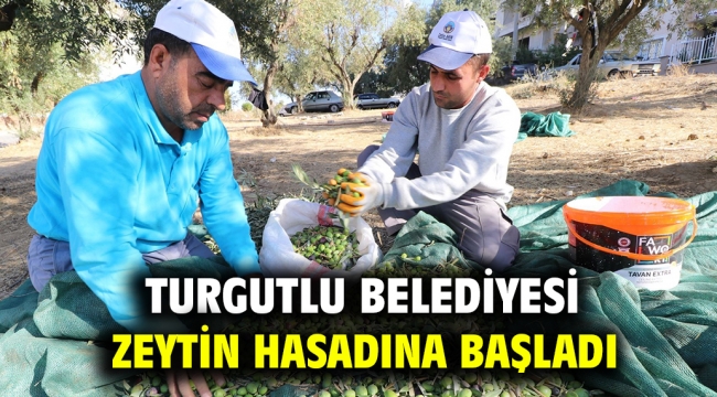 Turgutlu Belediyesi Zeytin Hasadına Başladı