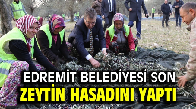 EDREMİT BELEDİYESİ SON ZEYTİN HASADINI YAPTI