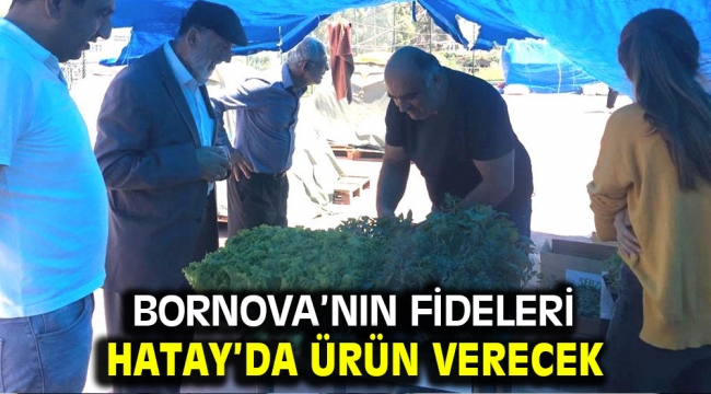 Bornova'nın fideleri Hatay'da ürün verecek