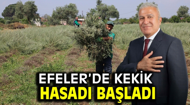 EFELER'DE KEKİK HASADI BAŞLADI