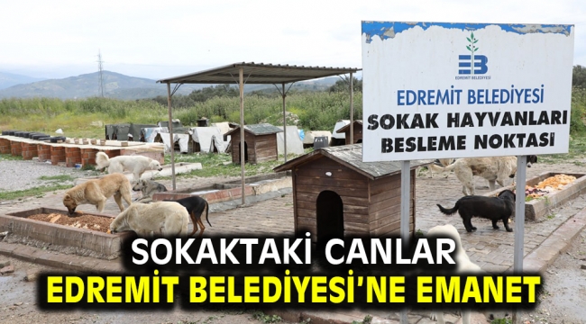 Sokaktaki canlar Edremit Belediyesi'ne emanet