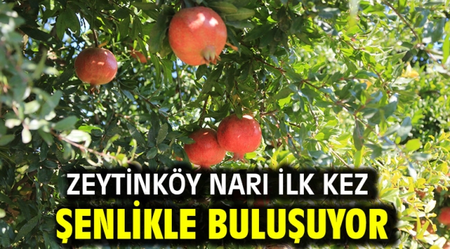 Zeytinköy Narı İlk Kez Şenlikle Buluşuyor