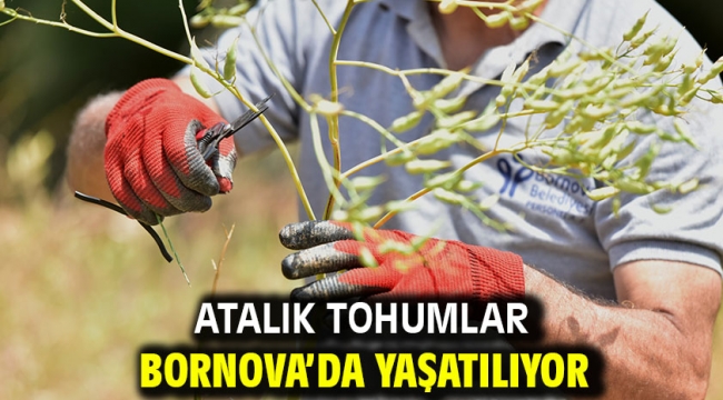 Atalık tohumlar Bornova'da yaşatılıyor