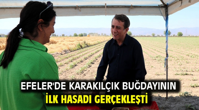 Efeler'de Karakılçık Buğdayının İlk Hasadı Gerçekleşti