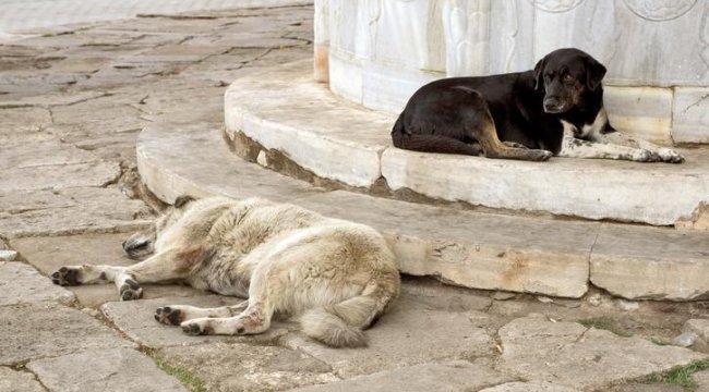 İletişim Başkanlığından sokak köpekleri kamuoyu araştırması