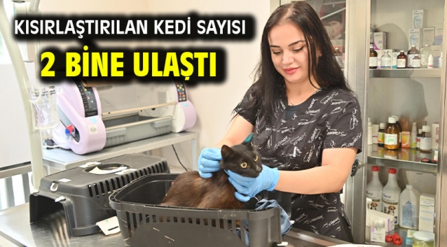 Kısırlaştırılan kedi sayısı 2 bine ulaştı