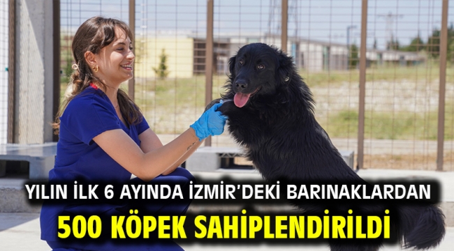 Yılın ilk 6 ayında İzmir'deki barınaklardan 500 köpek sahiplendirildi