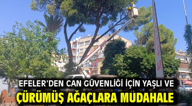 Efeler'den Can Güvenliği İçin Yaşlı Ve Çürümüş Ağaçlara Müdahale