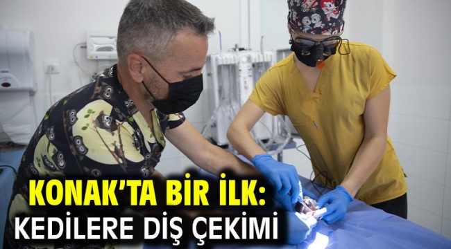 Konak'ta bir ilk: Kedilere diş çekimi