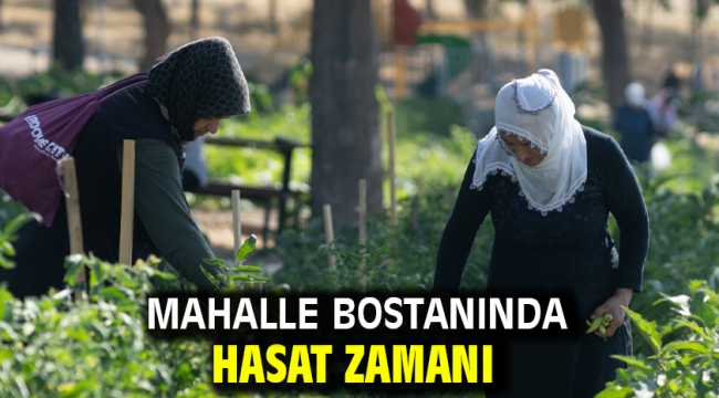 Mahalle bostanında hasat zamanı