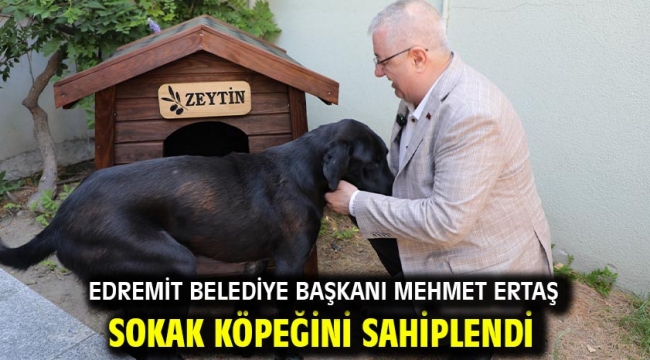 Edremit Belediye Başkanı Mehmet Ertaş sokak köpeğini sahiplendi