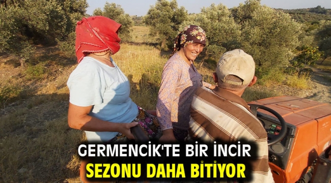 Germencik'te bir incir sezonu daha bitiyor