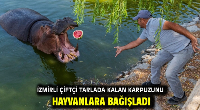 İzmirli çiftçi tarlada kalan karpuzunu hayvanlara bağışladı