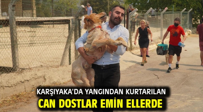 Karşıyaka'da yangından kurtarılan can dostlar emin ellerde